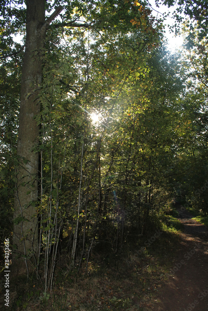 Obraz premium Sunlight peering through trees