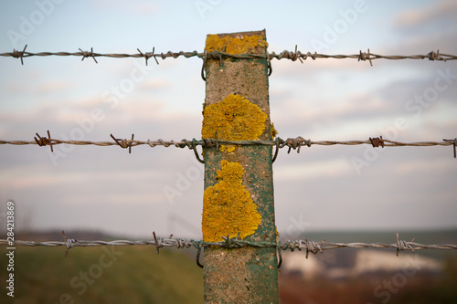 Lichen on a concrete fence post with barbed wire photo