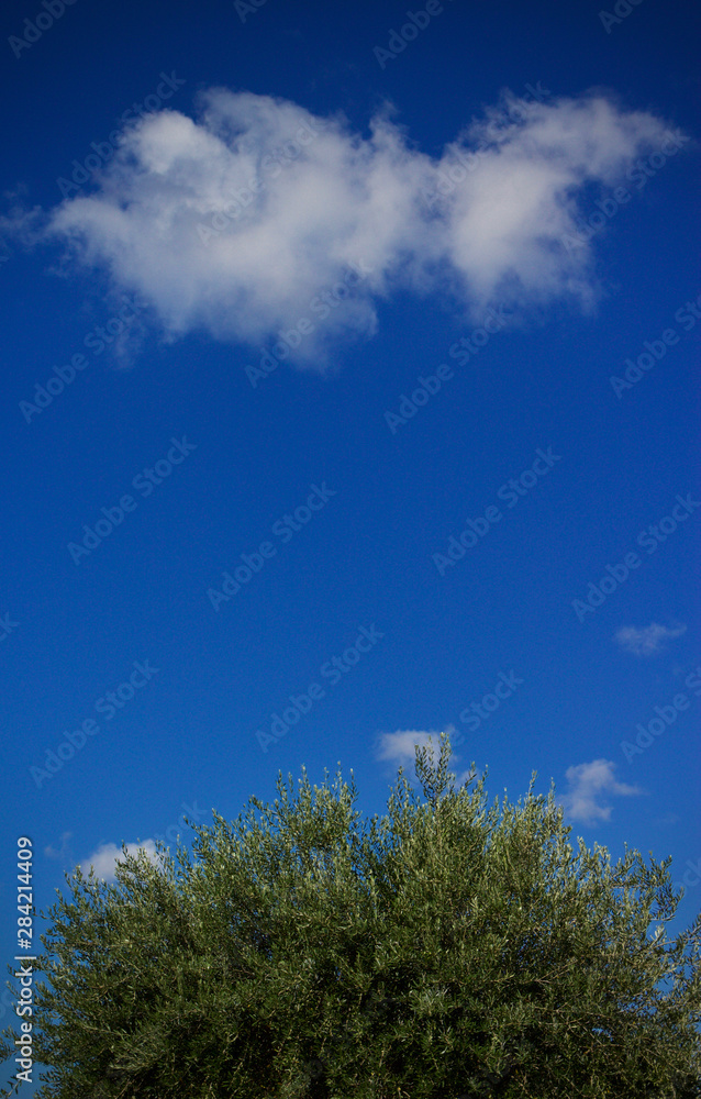 Olive tree with blue sky and single cloud Olive tree with blue sky and single cloud