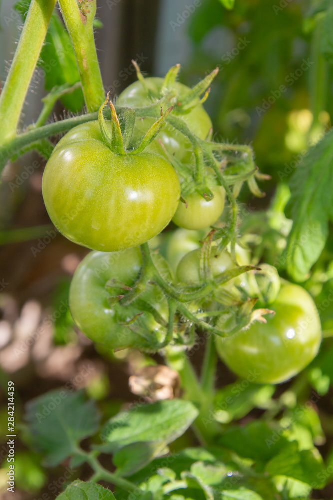 Green tomatoes hanging on a branch ripen in a greenhouse