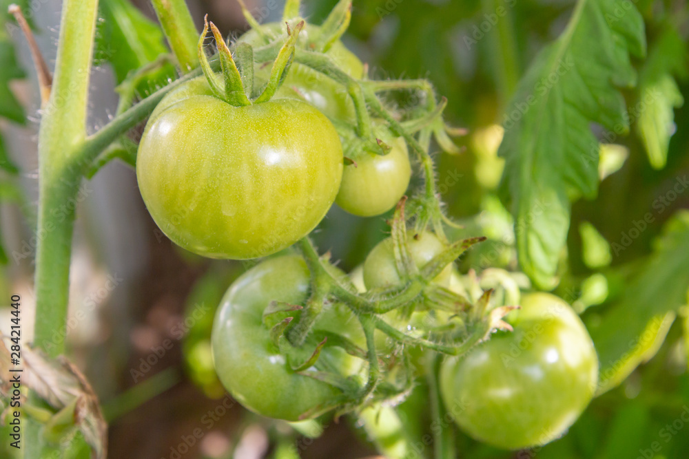 Green tomatoes hanging on a branch ripen in a greenhouse Green tomatoes hanging on a branch ripen in a greenhouse