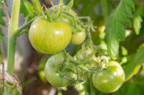 Green tomatoes hanging on a branch ripen in a greenhouse
