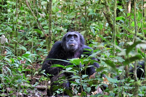 Lustiger Schimpanse im Kibale Forest Nationalpark