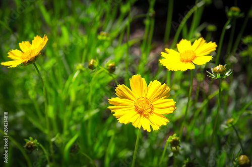 In summer the Park is full of doronicum flowers .Texture or background
