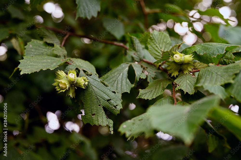 Green hazelnut with leaves on tree. Green hazelnut with leaves on tree.