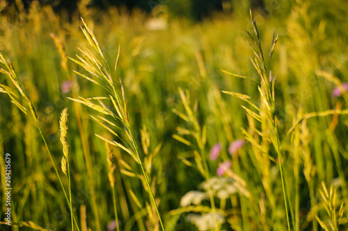 Spikelets of grass on a green background during sunset.