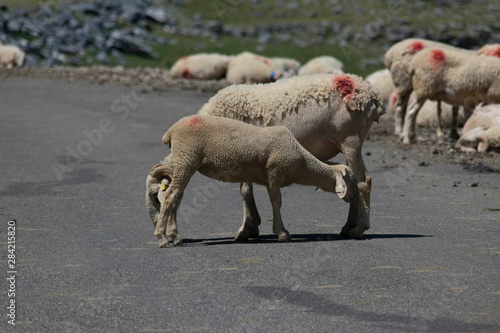 Amor fraternal entre corderos en medio de una carretera de montaña