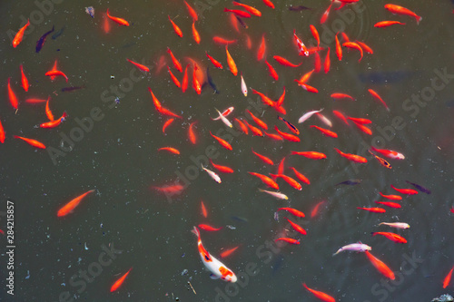Amazing beautiful vivid red-orange Colorful Koi fish clean water pond lake for background and wallpaper use . Zoological image of red fish showing . The red fish is a fish.