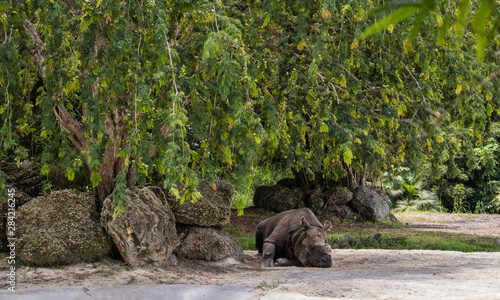 Rinoceronte resting under trees