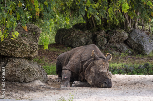 Rinoceronte resting under trees