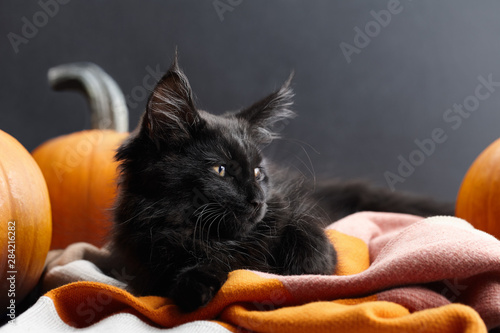 Fotografija Halloween black cat in warm plaid among pumpkins