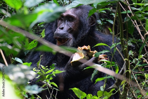 Alter Schimpanse isst und blickt seitlich ins Geb  sch des Kibale Forest Nationalpark