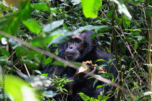 Alter Schimpanse im Dickicht des des Kibale Forest Nationalpark