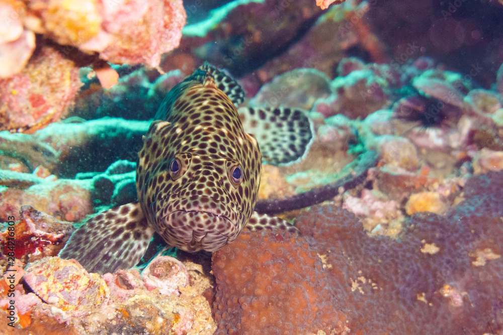 Brown coral hind grouper (Cephalopholis miniata) on the seabed. Red sea. Egypt Brown coral hind grouper (Cephalopholis miniata) on the seabed. Red sea. Egypt
