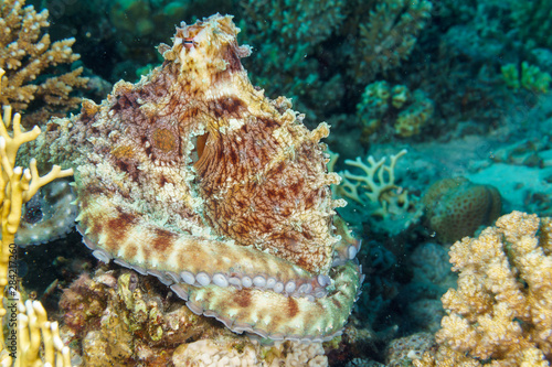 The octopus mimics the coral. Octopus vulgaris. Red sea. Egypt.