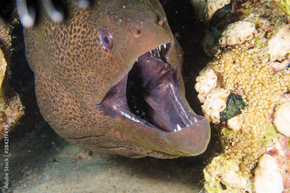 Giant Moray eel-Gymnothorax thyrsoideus. Red sea, Egypt.