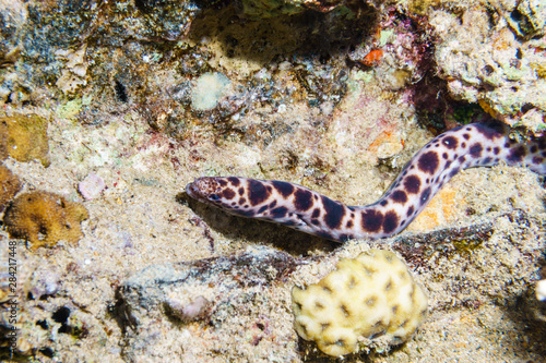 Spotted snake eel. Red sea. Egypt. © Artur