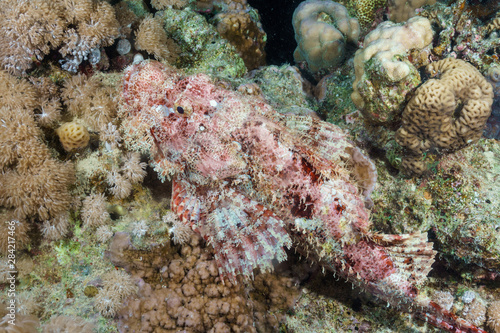 Tassled scorpionfish (Scorpaenopsis oxycephala). Red sea. Egypt.