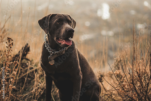 portrait of a dog
