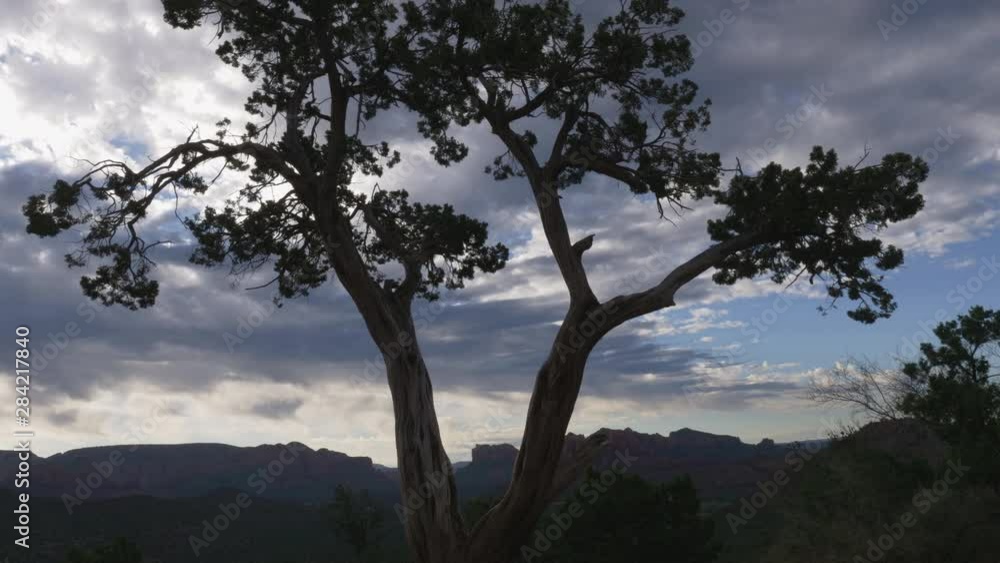 Twisted Juniper Tree with Clouds Timelapse Slow Zoom Out Twisted Juniper Tree with Clouds Timelapse Slow Zoom Out