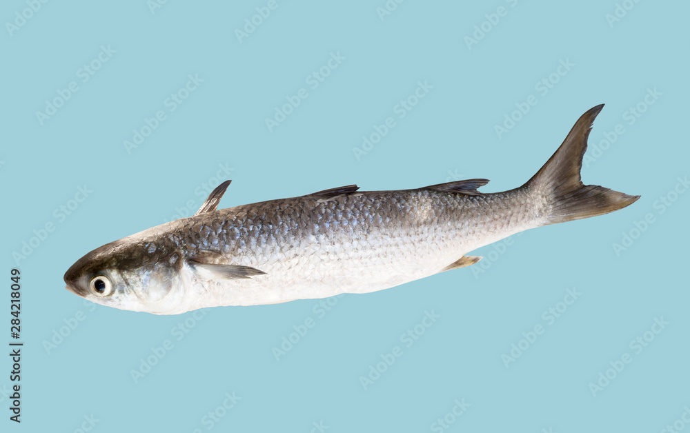 Obraz premium fish isolated on white background