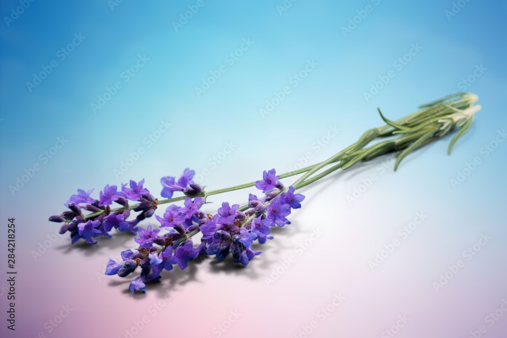 Lavender. Lavender.