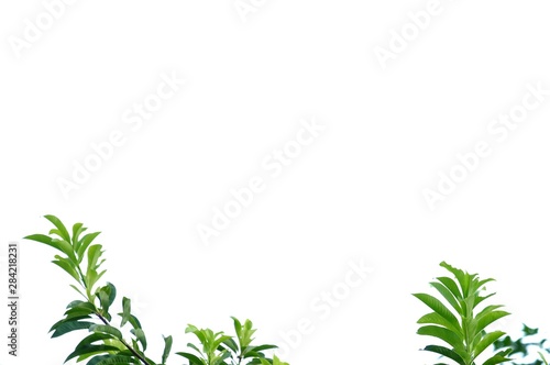 Tropical plant leaves growing in a garden on white isolated background for green foliage backdrop 