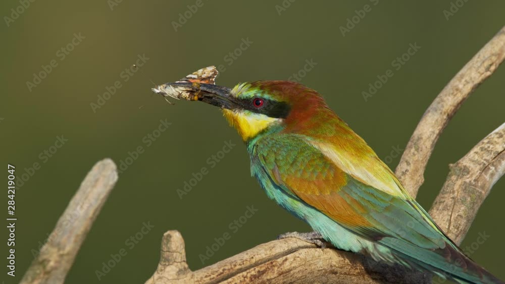 European bee-eater (Merops apiaster) with a prey European bee-eater (Merops apiaster) with a prey