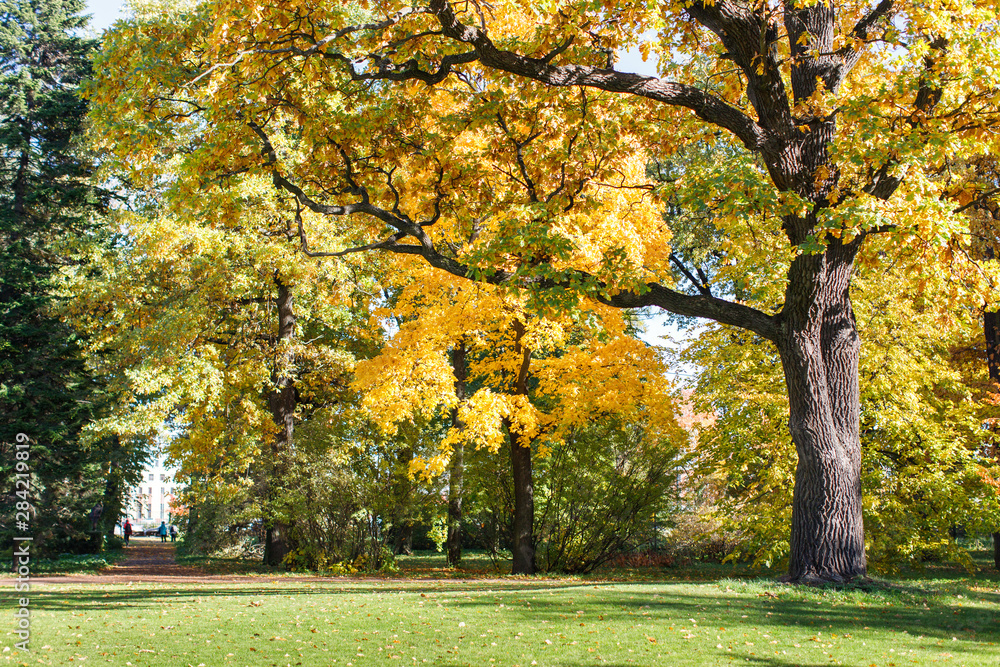 Naklejka premium Autumn scenery in a park with pathway between the trees at sunny day. Big oak and green grass with dry leaves on a meadow around. Golden fall time