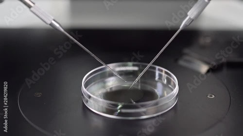 Process of in vitro fertilization in laboratory
