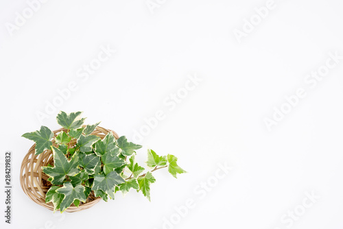 Botanical frame : Ivy in a basket on a white background. カゴに入ったアイビー