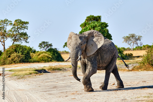Big elephant walking in an african park