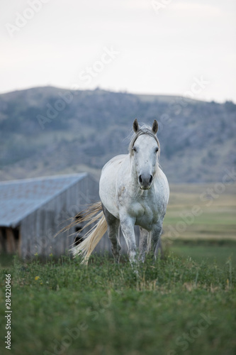 Grey Wyoming Horse