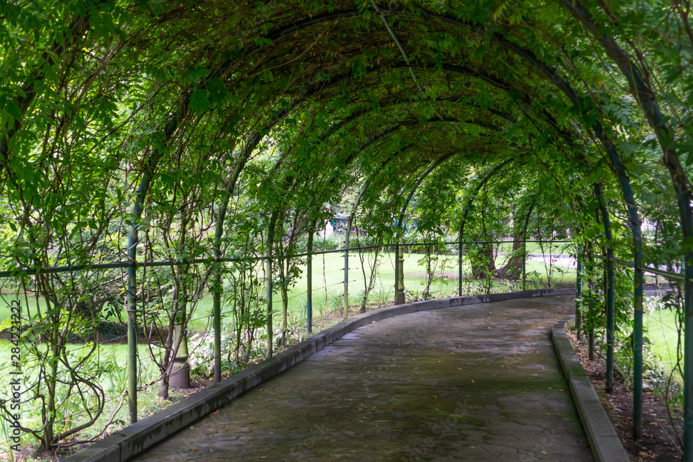 Arched green natural tunnel from plant branches with green leaves in the park