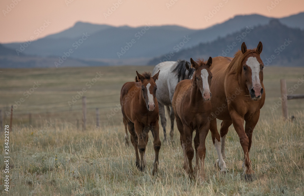 Red Horses