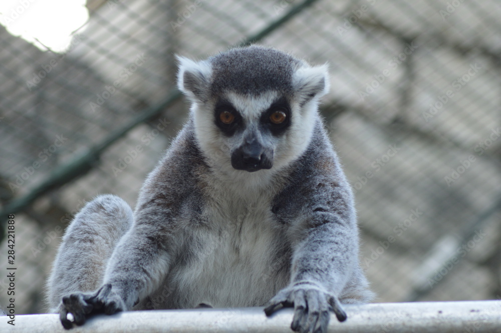 Obraz premium Closeup portrait of an enadangered cute ring tailed Lemur l Lemur Catta in captivity in South Africa