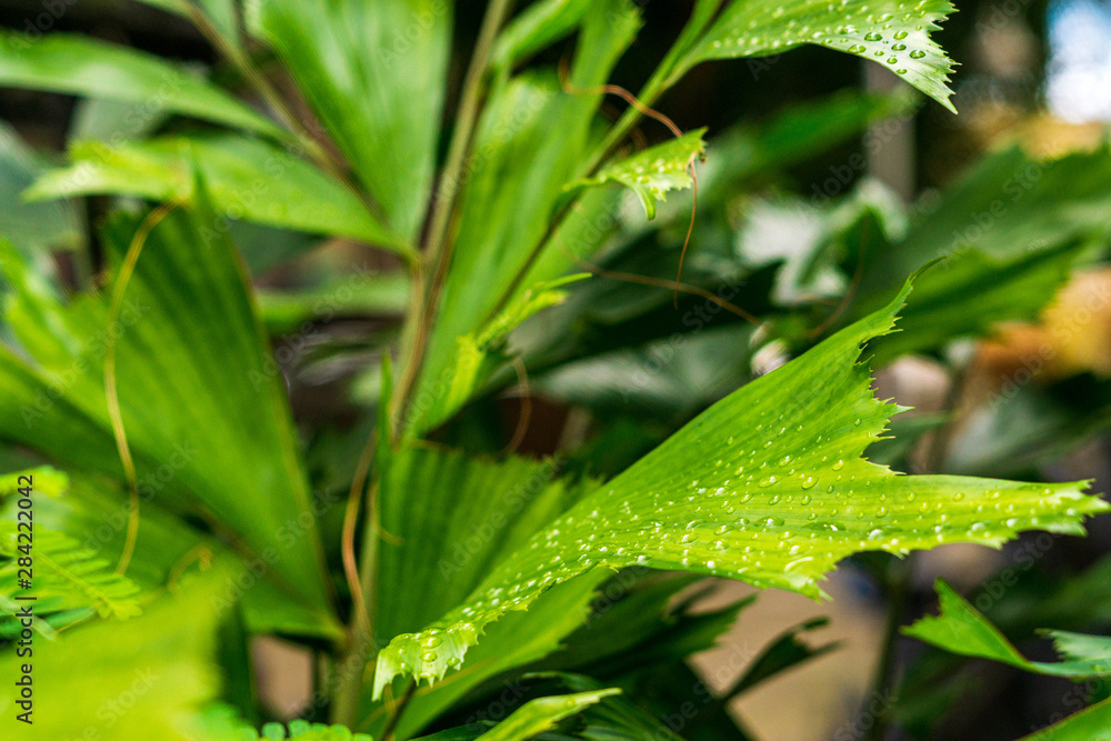 green leaves of plant green leaves of plant