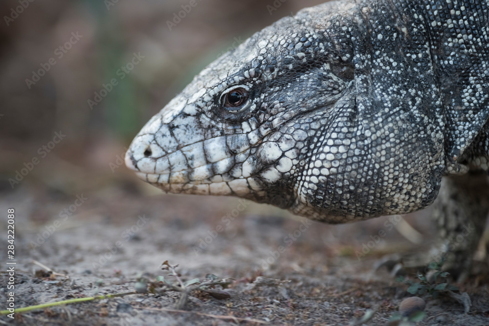 Fototapeta premium Argentine Black and white Tegu Lizard,Pantanal,Brazil
