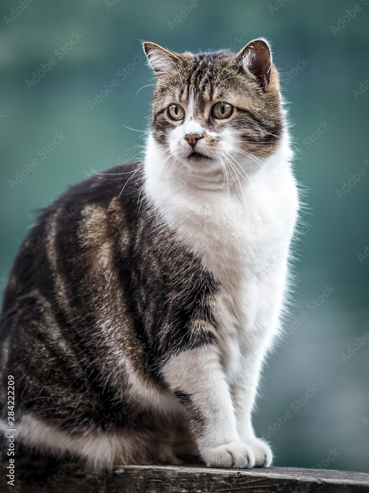 Front view of domestic cat sitting on the railing and looking at the object of interest. Front view of domestic cat sitting on the railing and looking at the object of interest.