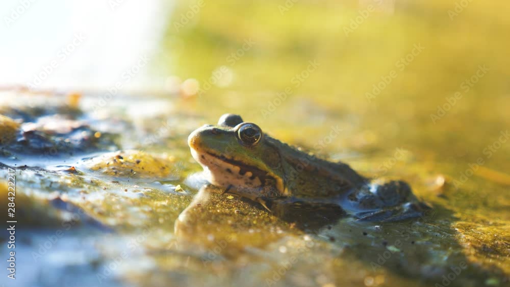 lifestyle Green frog in the pond in a swamp. Rana Esculenta . frog on nature in water. wild animal concept lifestyle Green frog in the pond in a swamp. Rana Esculenta . frog on nature in water. wild animal concept