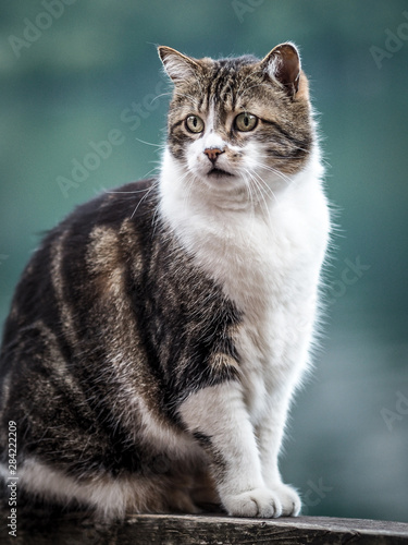 Front view of domestic cat sitting on the railing and looking at the object of interest.