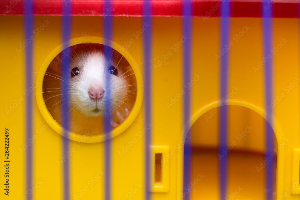 Funny young white and gray tame curious mouse hamster baby with shiny eyes  looking from bright yellow cage through bars. Keeping pet friends at home,  care and love to animals concept. Photos