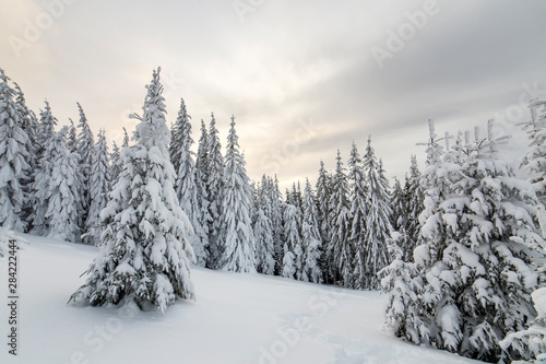 Beautiful winter mountain landscape. Tall spruce trees covered with snow in winter forest and cloudy sky background.