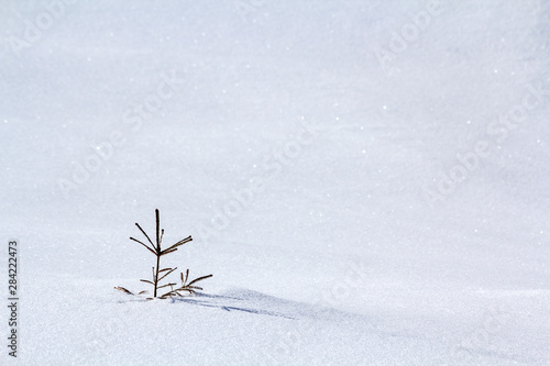 Beautiful Christmas winter landscape. Small young green tender fir tree spruce growing alone in deep snow on mountain slope on cold sunny frosty day on clear bright white copy space background.