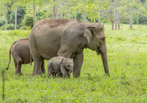 Photography Asian wild elephants look very happy with food in the rainy season
