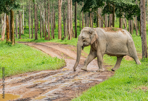 Asian wild elephants look very happy with food in the rainy season