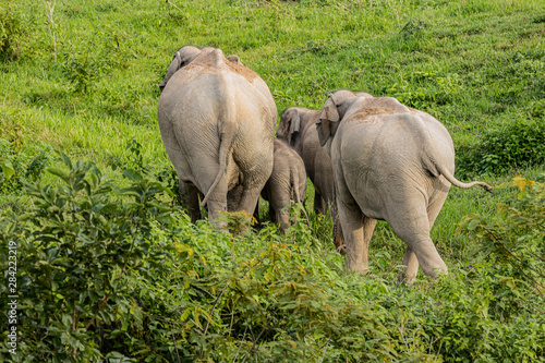 Asian wild elephants look very happy with food in the rainy season