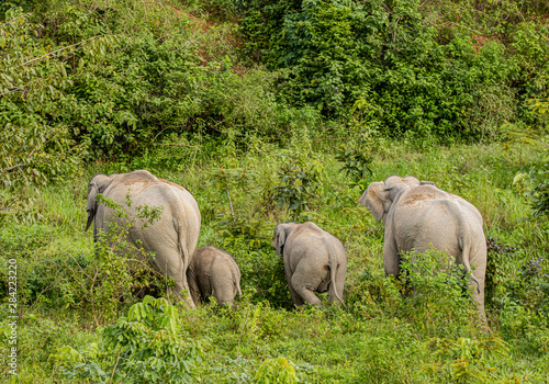 Asian wild elephants look very happy with food in the rainy season