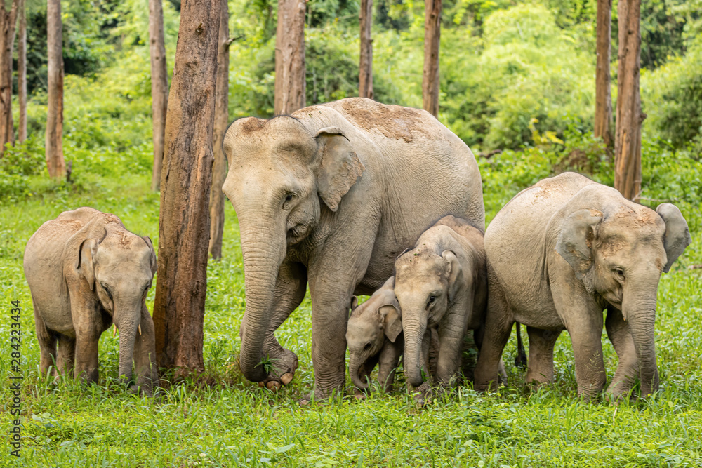 Asian wild elephants look very happy with food in the rainy season