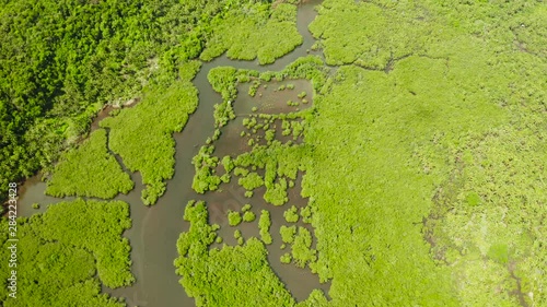Wallpaper Mural Aerial view of rivers in tropical mangrove forests. Mangrove landscape, Siargao,Philippines. Torontodigital.ca